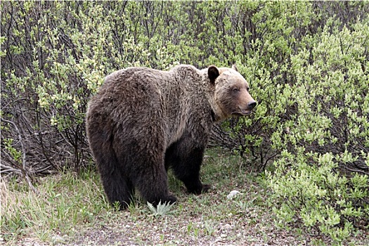 棕熊,班芙,国家公园,加拿大