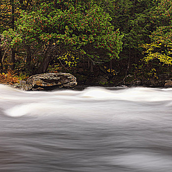 漂亮,秋天,自然风光,河,急流,阿尔冈金,安大略省,加拿大