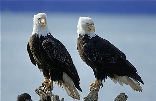 两个,白头鹰,海雕属,雕,阿拉斯加,北美