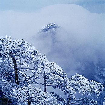 安徽祁门牯牛降雪松,山峰