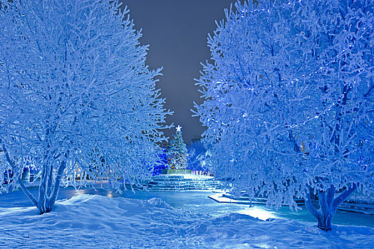 夜晚,圣诞树,蓝光,装饰,城镇广场,阿拉斯加