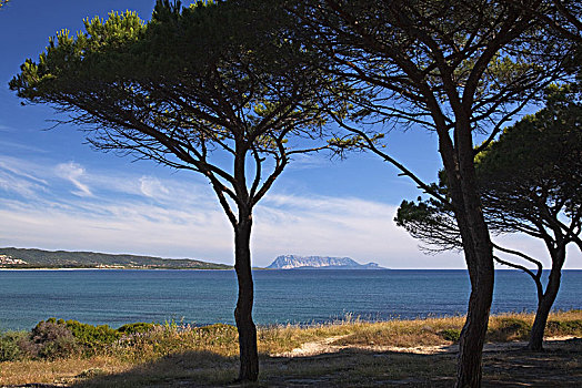 松树,海滩,波尔图,靠近,东方,萨丁尼亚,意大利,欧洲