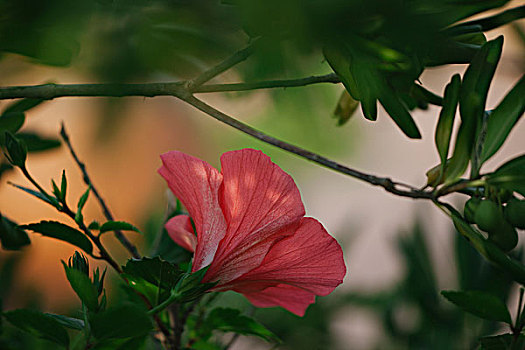 红色,木槿,花