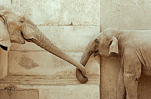 大象,幼兽,接触