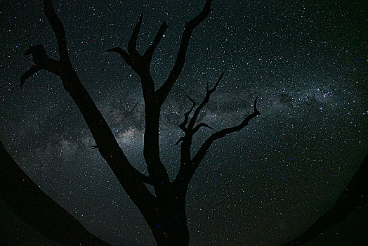 纳米比亚箭袋树银河星空