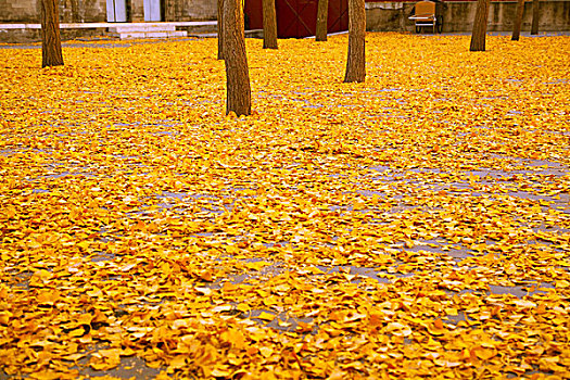 秋天黄色的银杏叶铺满地面