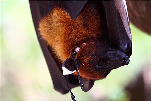 蝙蝠,巴厘岛