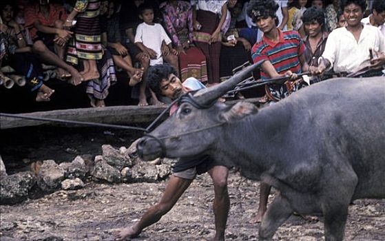 屠宰,水牛,乡村,印度尼西亚