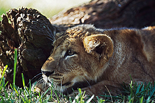 幼狮,蹲,后面,原木,非洲