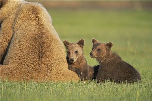 大灰熊,棕熊,母亲,两个,4个月大,幼兽,一起,卡特麦国家公园,阿拉斯加