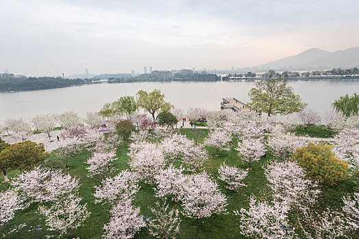 樱花,盛开,南京,玄武湖公园