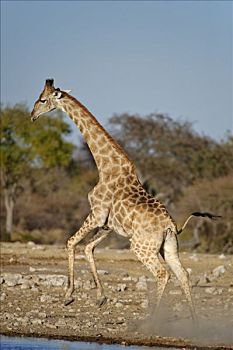 跳跃,年轻,长颈鹿,水坑,埃托沙国家公园,纳米比亚,非洲