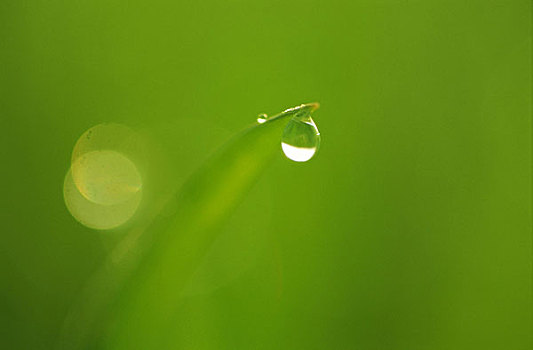 草地,特写,草,茎,水滴,模糊,植物,露珠,雨滴,潮湿,湿润,湿,自然,环境,彩色,绿色,概念,纯