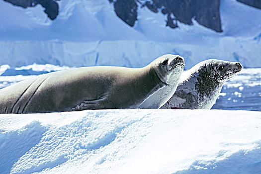 南极海豹