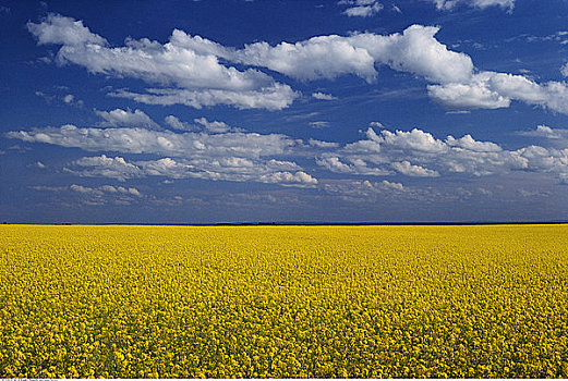 油菜地,天空,大,草原,艾伯塔省,加拿大