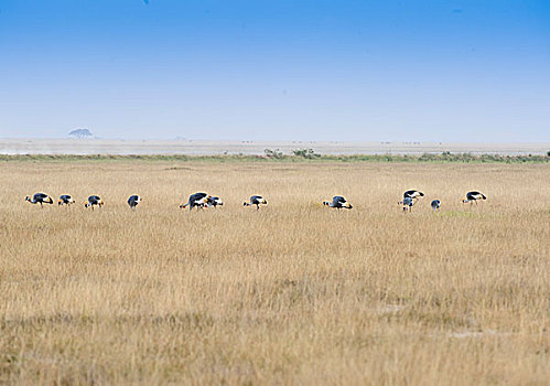 非洲灰冕鹤