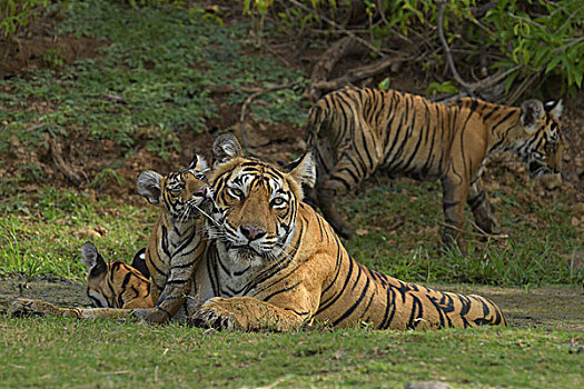孟加拉虎,虎,雌性,幼兽,水坑,伦滕波尔国家公园,拉贾斯坦邦,印度,亚洲