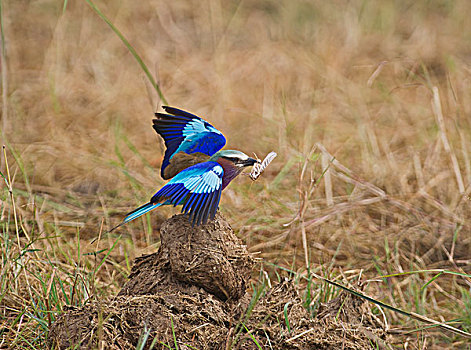 紫胸佛法僧鸟,紫胸佛法僧,马赛马拉,肯尼亚,非洲