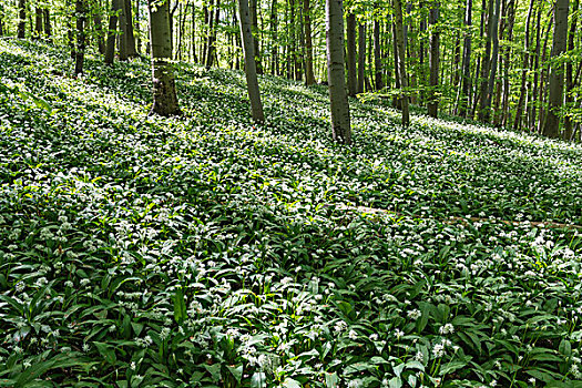 野蒜,葱属植物,花,山毛榉,树林,山,图林根州,德国,欧洲