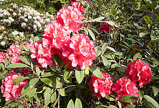 红色,盛开,杜鹃花属植物,萨克森,德国,欧洲