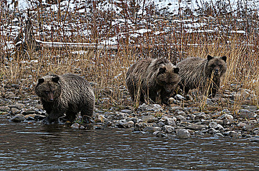 大灰熊,幼兽,棕熊,捕鱼,枝条,河,生态,自然保护区,育空地区,加拿大