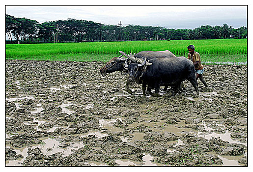 农民,培育,陆地,水牛,孟加拉,七月,2006年