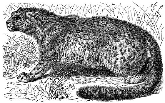 历史,雪豹,大型猫科动物,19世纪