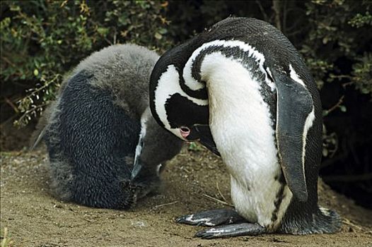 企鹅,奥特威,巴塔哥尼亚