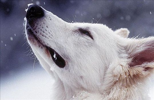 肖像,狗,白色,牧羊犬,冬天,宠物,动物