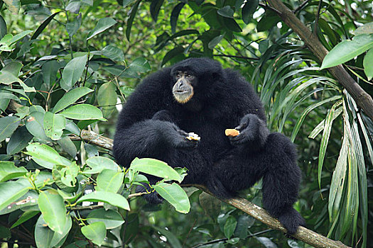 新加坡动物园猩猩