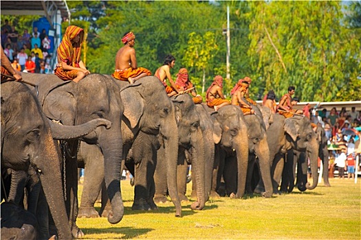 苏林,大象,排队,等待,地点