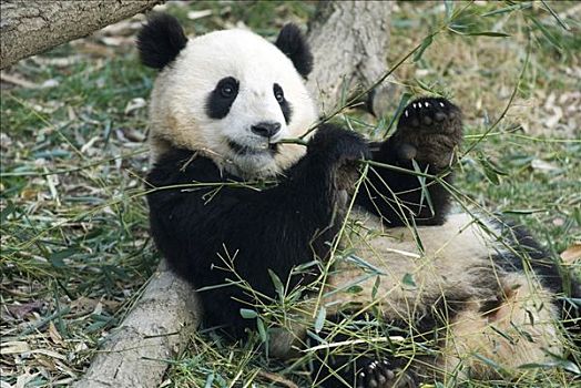 大熊猫,幼兽,咀嚼,细枝