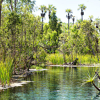 澳大利亚,河,棕榈树,湖,自然