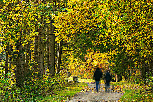 两个人,遛狗,树林,小路,秋天,哈尔茨山,萨克森安哈尔特,德国,欧洲