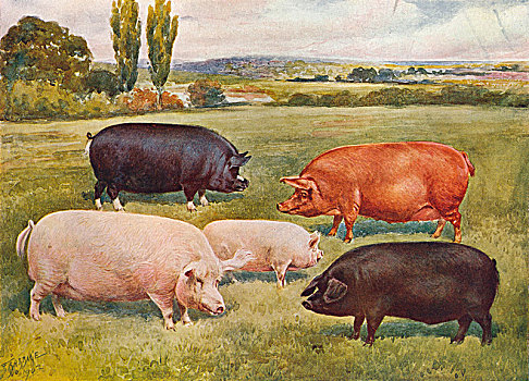 猪,艺术家
