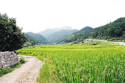 乡村的稻田和远处的山