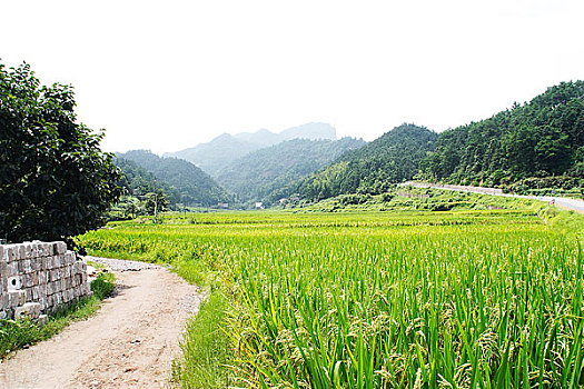 鄉(xiāng)村的稻田和遠(yuǎn)處的山