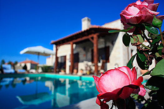玫瑰,盛开,花园,奢华,别墅,克里特岛,希腊,暑假