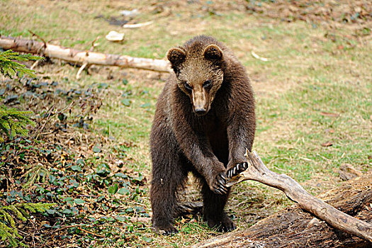 欧亚,棕色的熊,熊棕熊棕熊,年轻人,日志,在巴伐利亚森林,巴伐利亚,德国