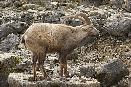 阿尔卑斯野山羊,石头,背影