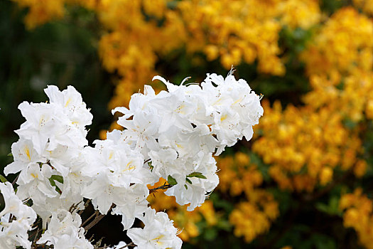 花,杜鹃花,杜鹃花属植物,春天,花园