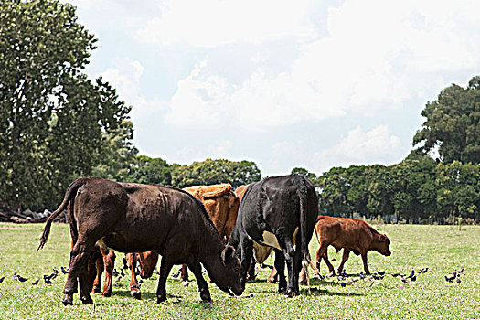 母牛,放牧,土地
