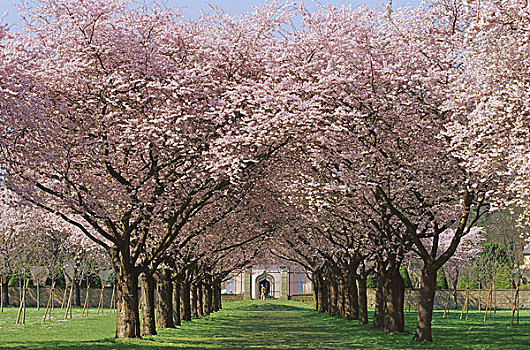 公园,春天,植物,道路,树,樱桃树,樱桃属,装饰,樱桃,樱花,花,自然,黎明,安静,自然风光,孤单,复原