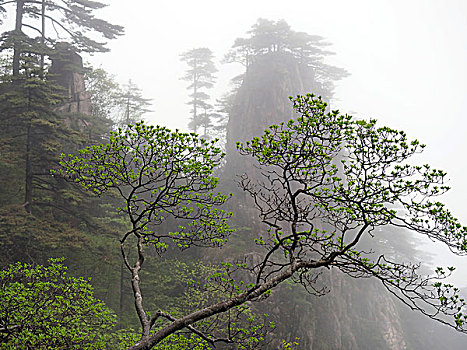 黄山雾中的山峰和树枝