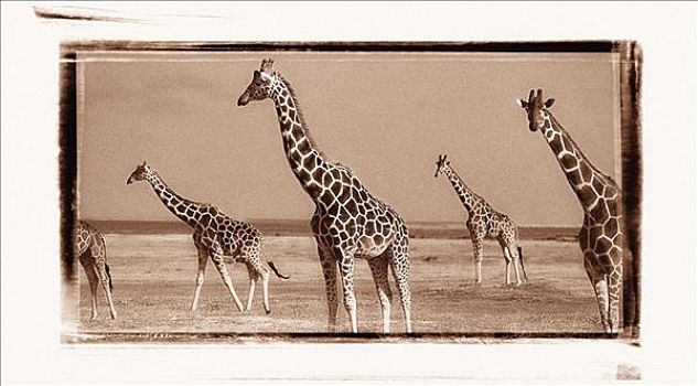 牧群,网纹长颈鹿,萨布鲁国家公园,肯尼亚,非洲