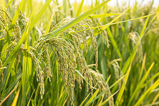 稻田里的麦穗