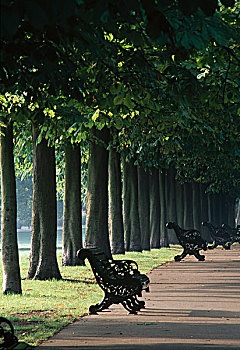 树林,道路,格林威治公园,伦敦,风景,安德烈,迟,17世纪