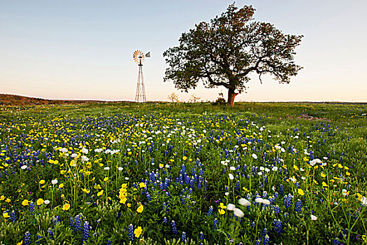 野花,风车,德克萨斯,丘陵地区