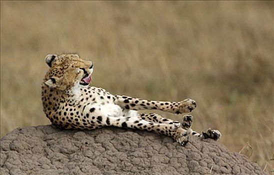 印度豹,猎豹,伸展,腿,马赛马拉,肯尼亚,非洲