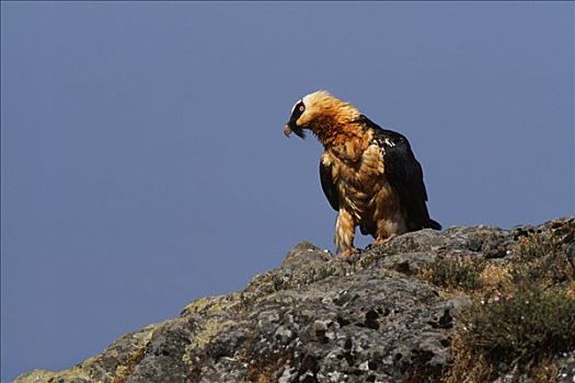 胡兀鹫,塞米恩国家公园,山,国家公园,埃塞俄比亚